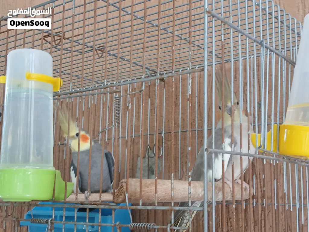 كوبيه كوكتيل ربي يبارك منتج مضمونه اقرا الوصف وصلي علي نبي اللهم صلي وسلم وبارك علي سيدنا محمد
