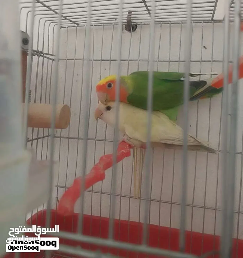 الله يبارك كوبيا روز مصوقره