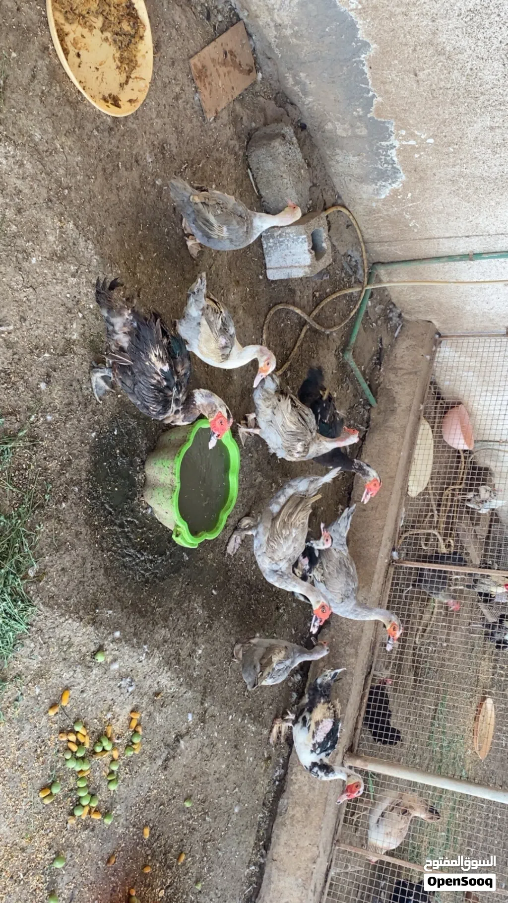 بط للبيع مسكوفي وسوداني اصلي بدون تهجين