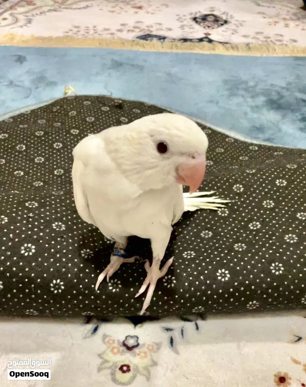 ببغاء الدره الأبيض (الألبينو)