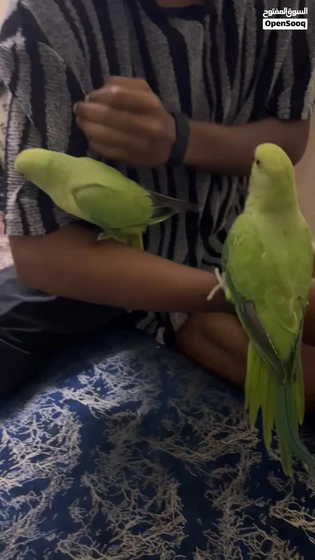 Parrot available both of this friendly tame