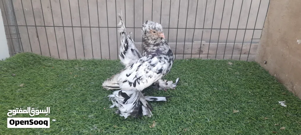 دكر روسي مبروص