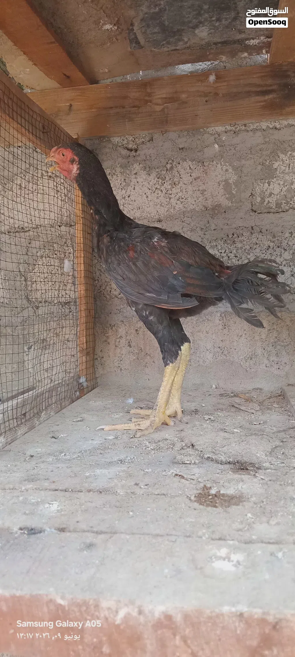 دجاج باكستاني للبيع