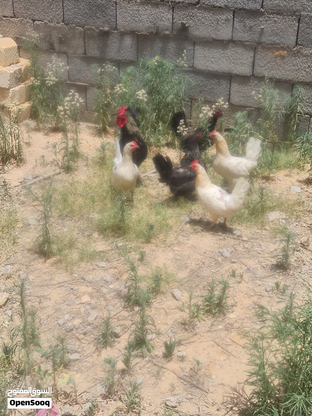 دجاج عربي للبيع