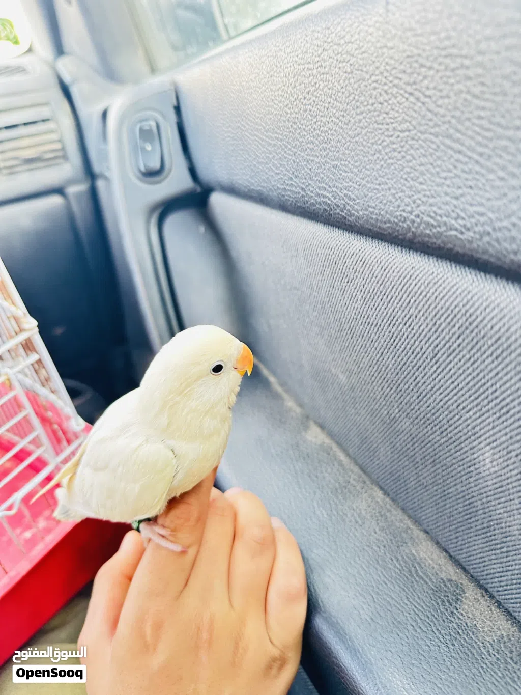 روز مروض ربي يبارك