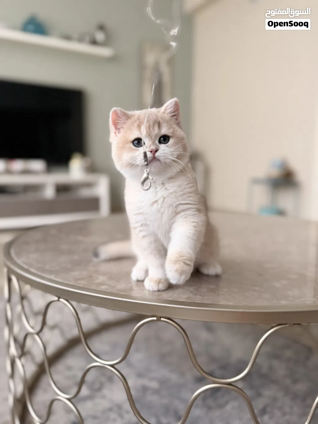 Pure British Golden Ny12 Kitten Fully vaccinated Registered in WCF
