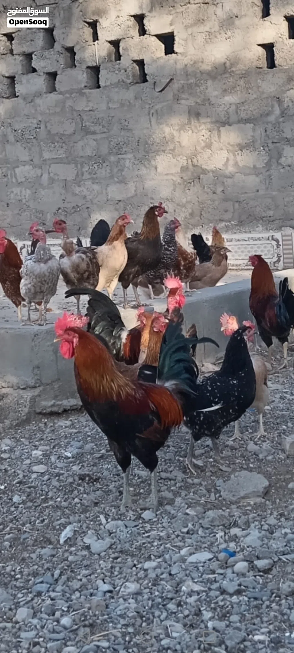 Local Omani chickens