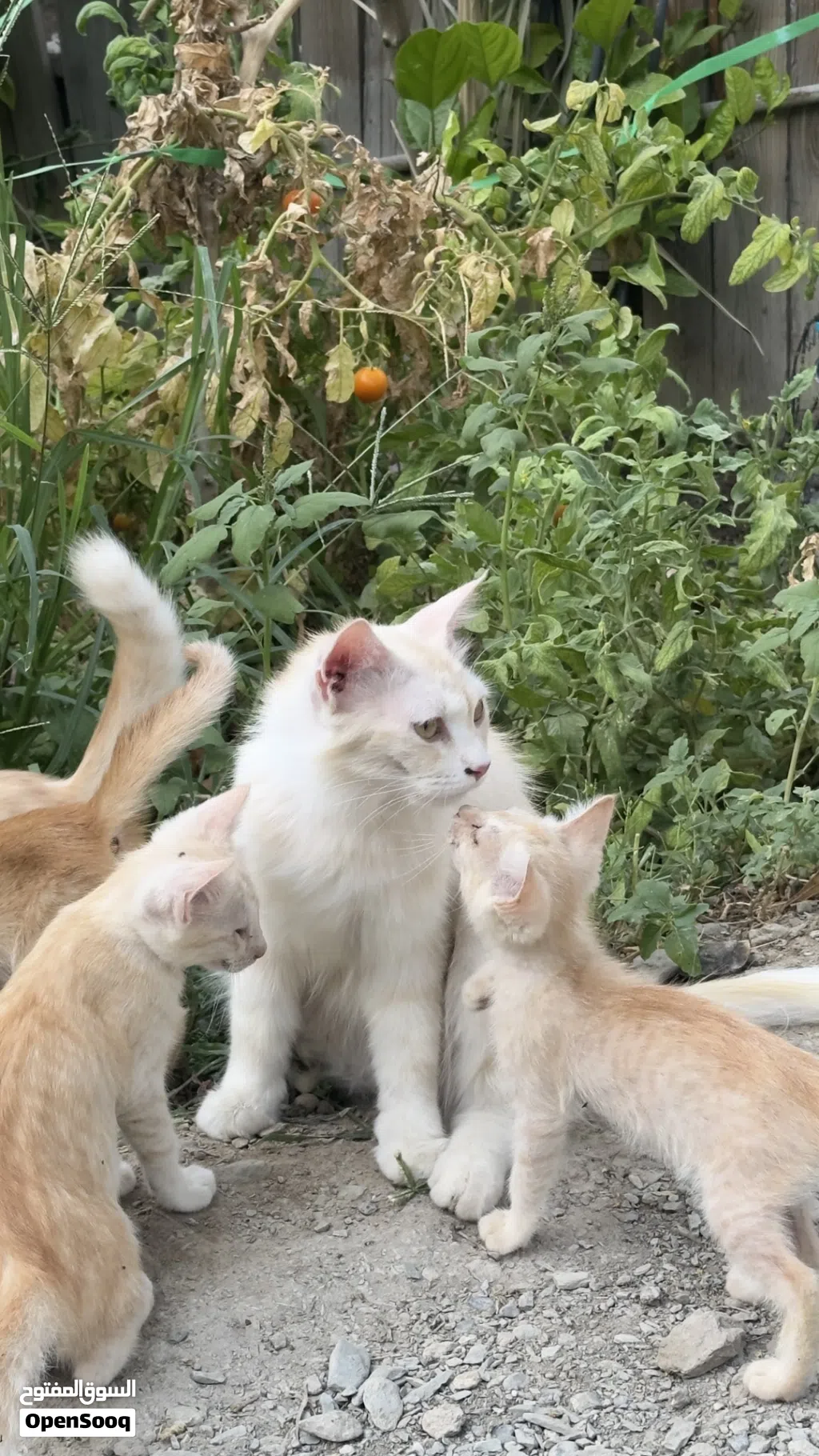 للبيع قطه شيرازيه امورها طيبه