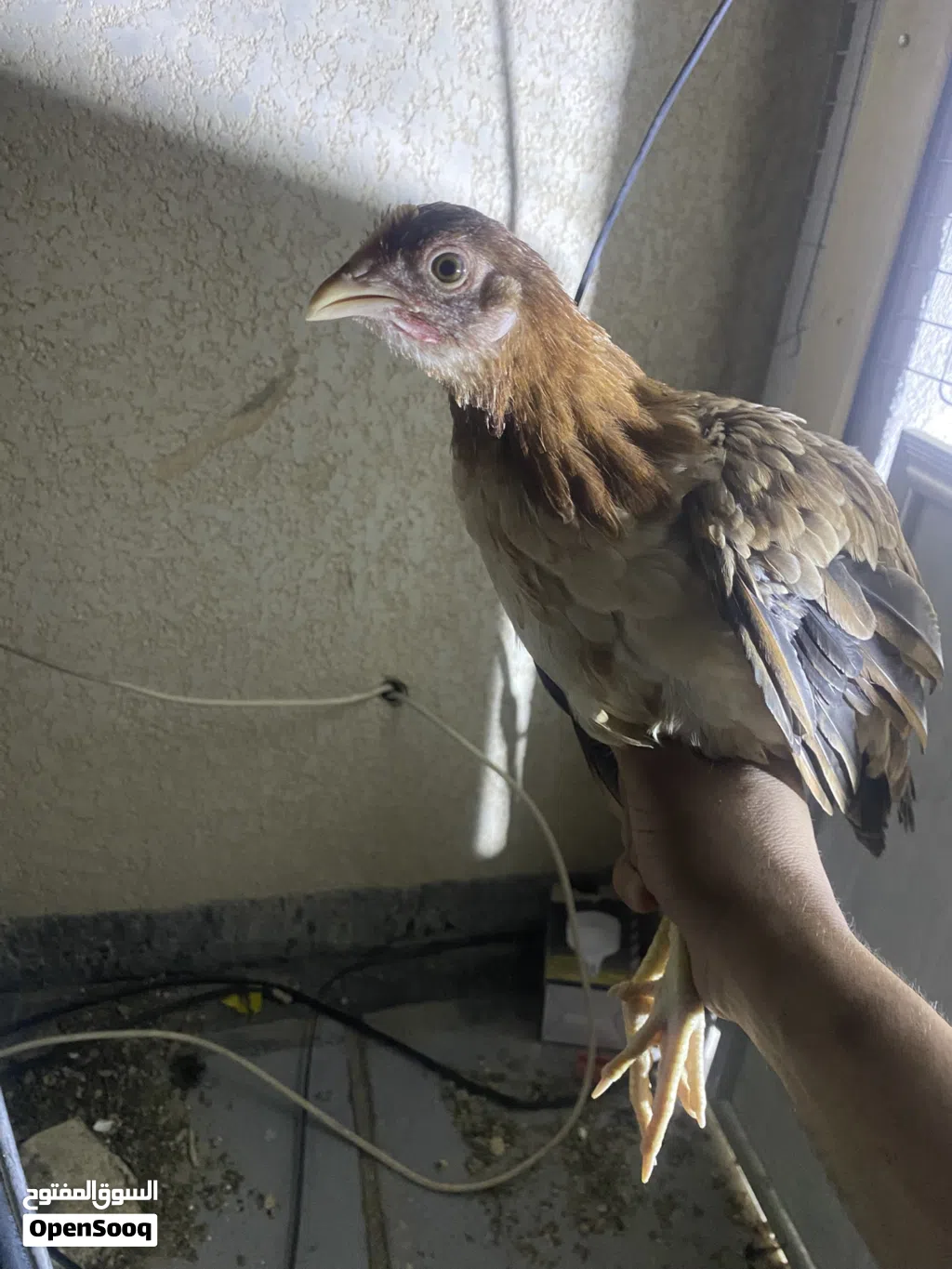 ديج ودجاجة كويتيات