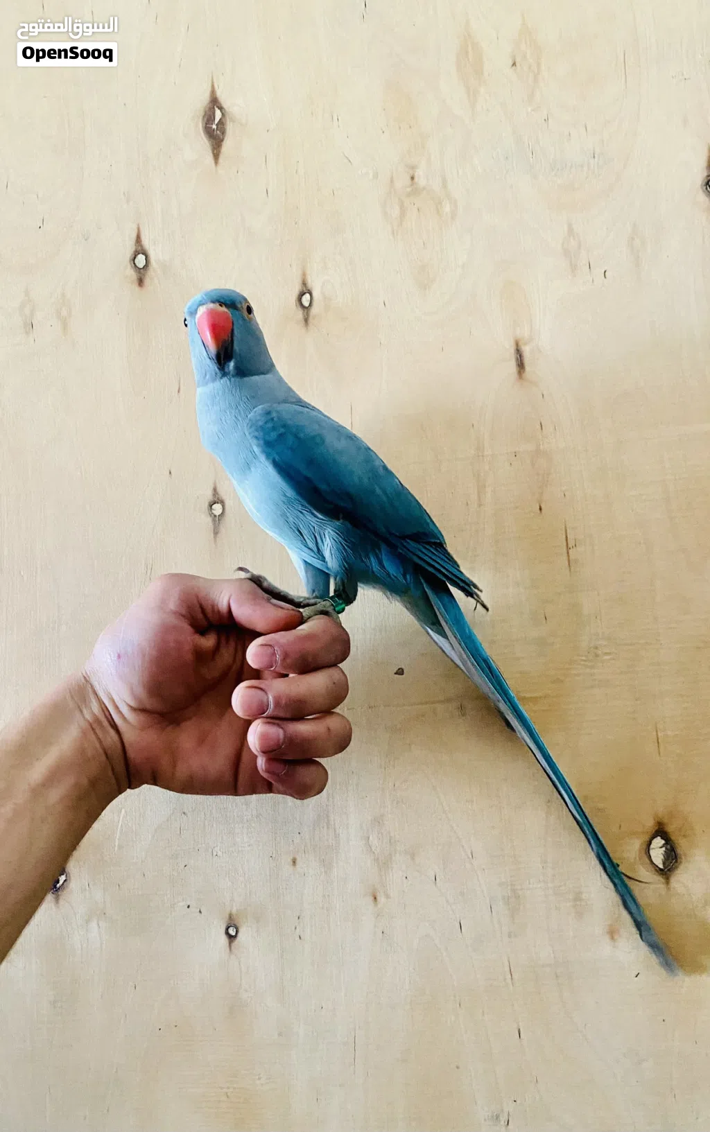 ببغاء ذره هندي