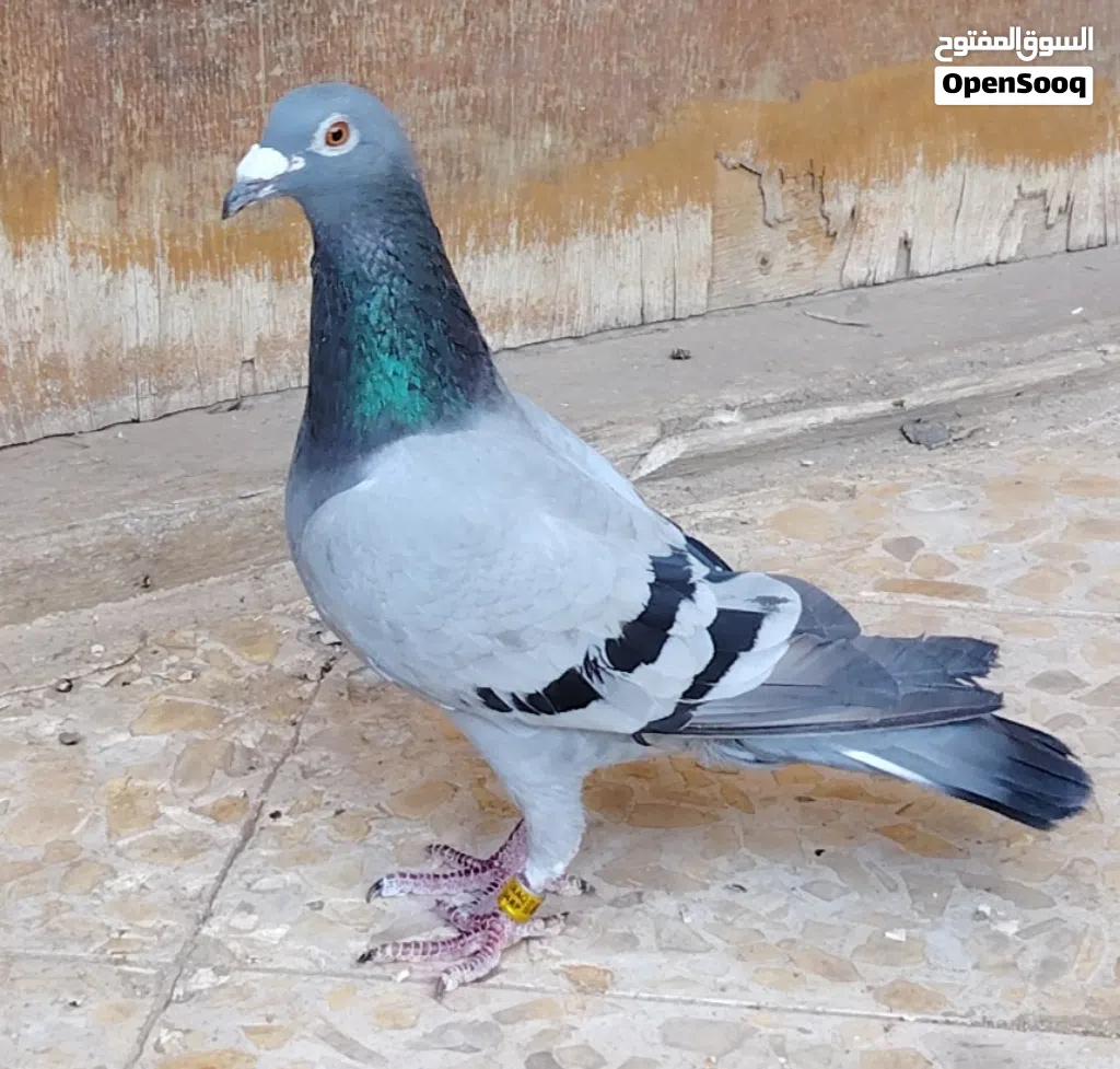 طيرة موديل 2019 شرط البيض رايدها ب3