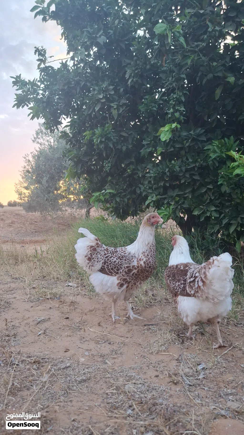 دجاج وندوت بركاني