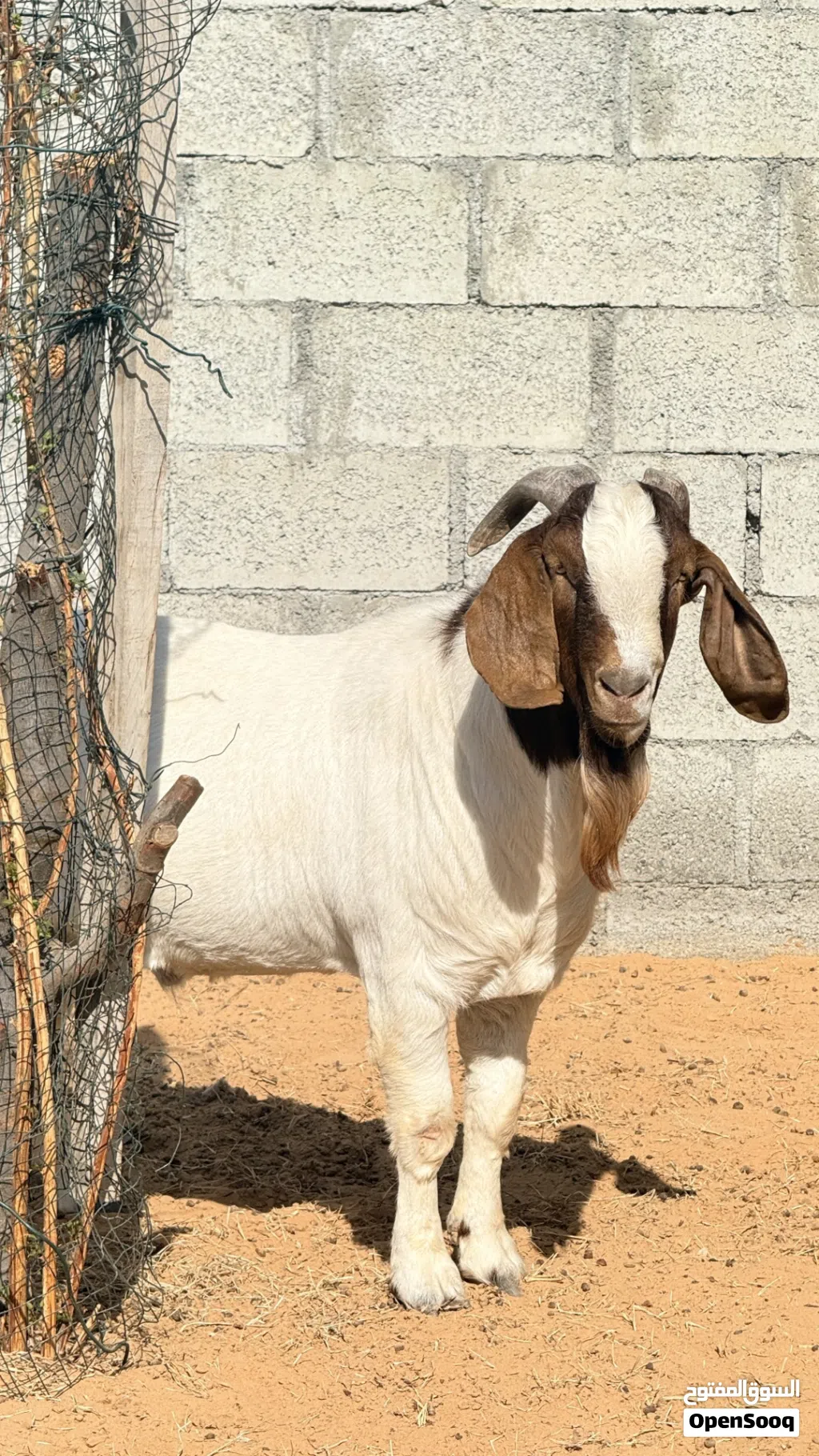 Bore goats