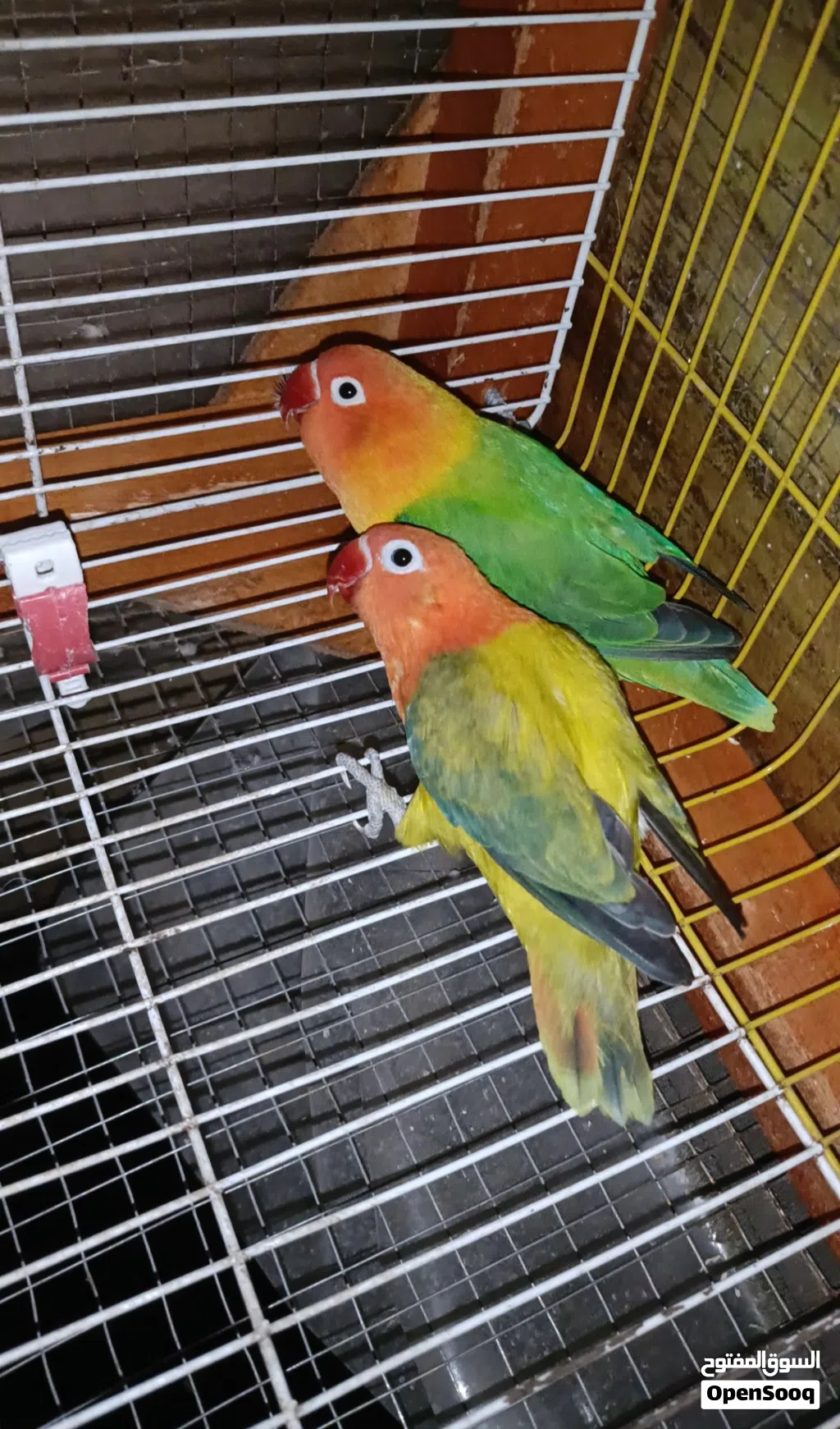 جوزين ببغاء فيشر