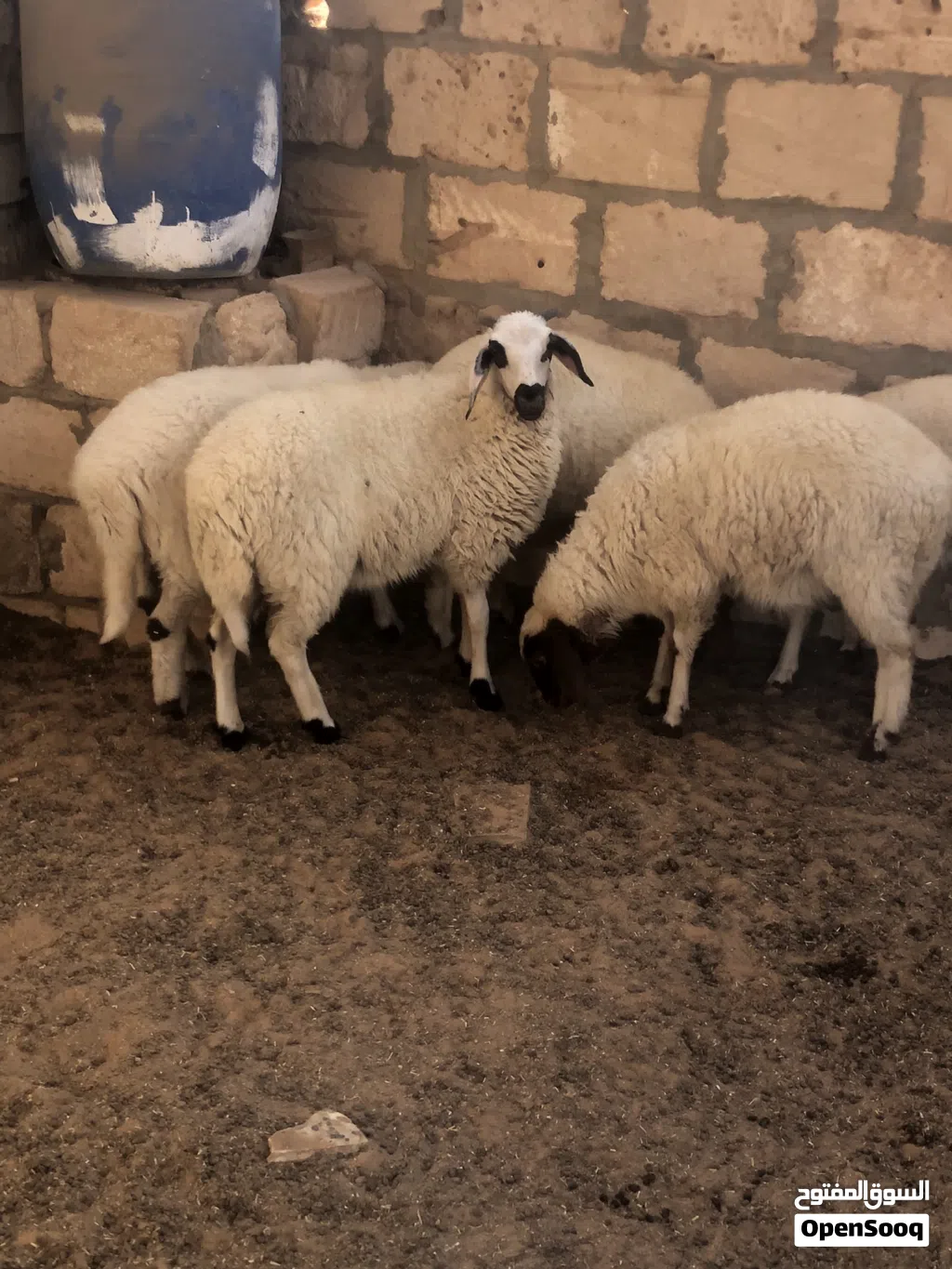 5فطايم مشالله