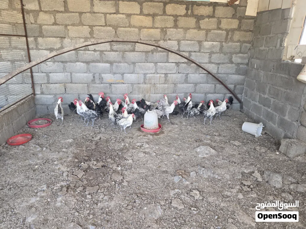 ديكه الفيومي للبيع