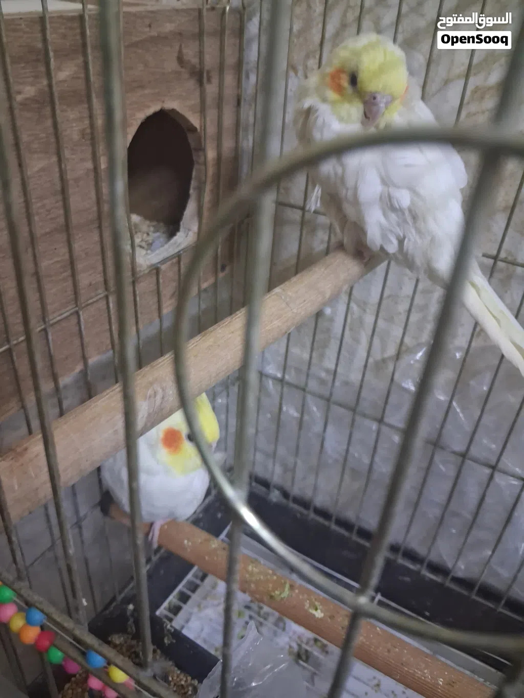 جوز.كوكتيل اصفر نزال بغيار