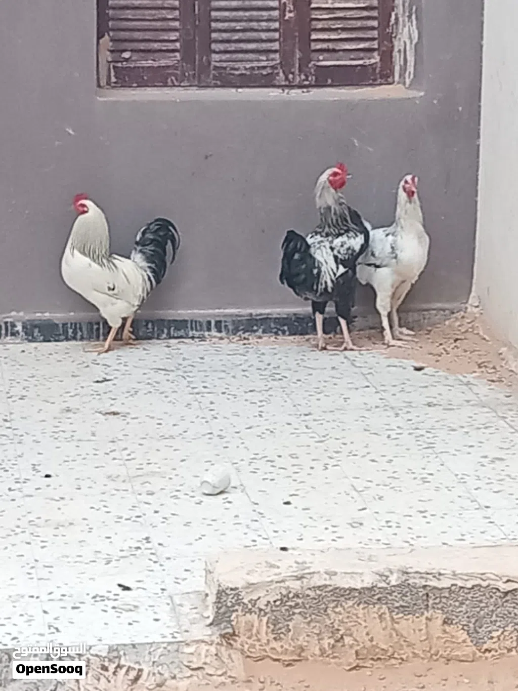 دجاج سايكس