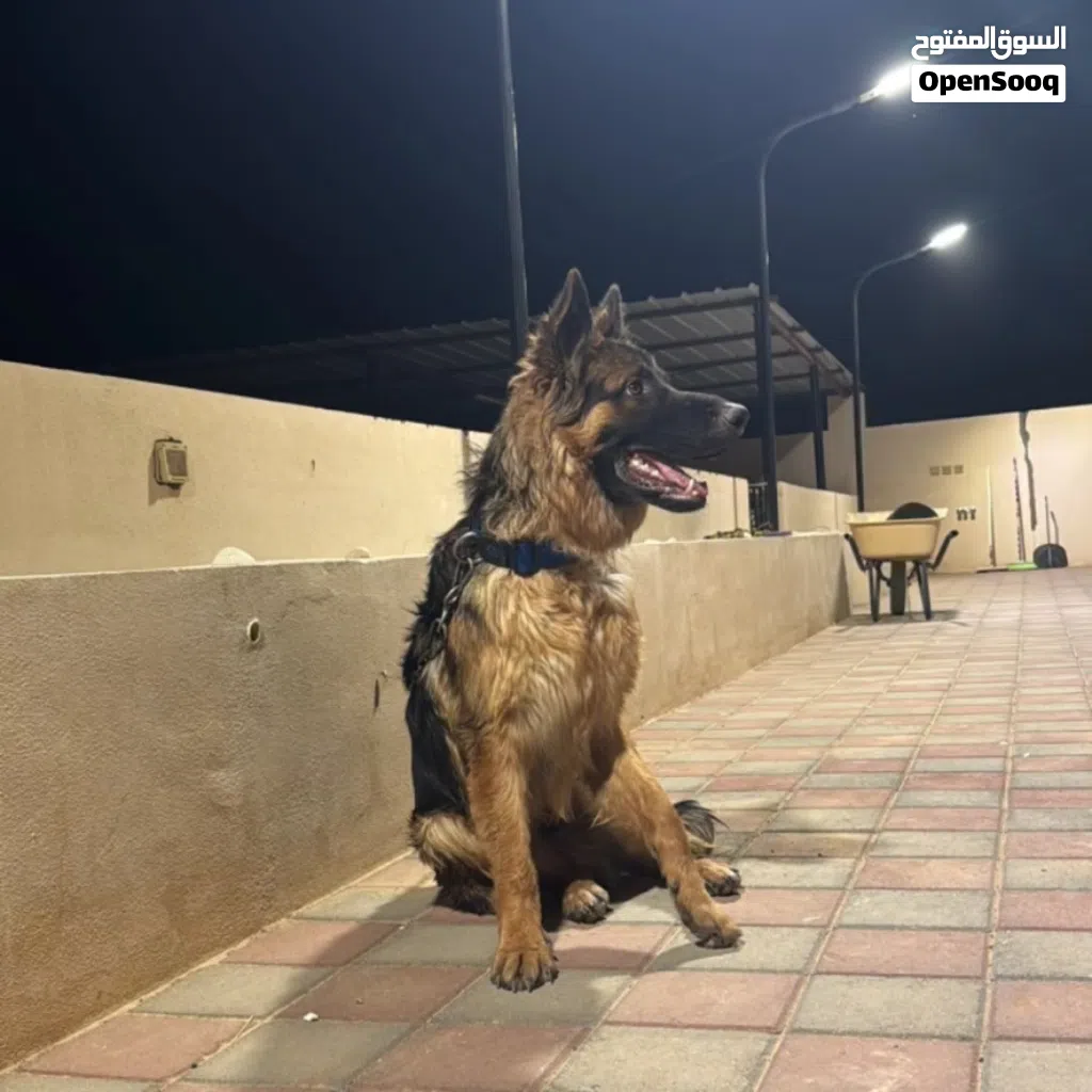 كلب جيرمن اسود