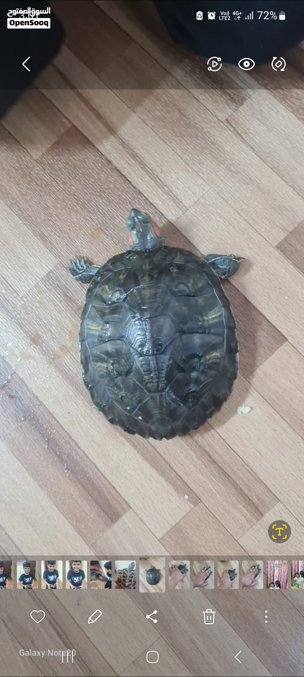 red eared turle for sale