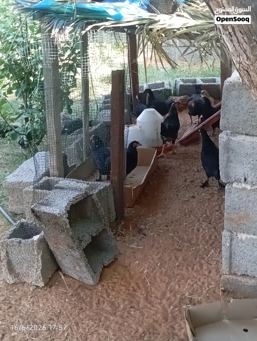 دجآج عربيـے عتآتيـےگ