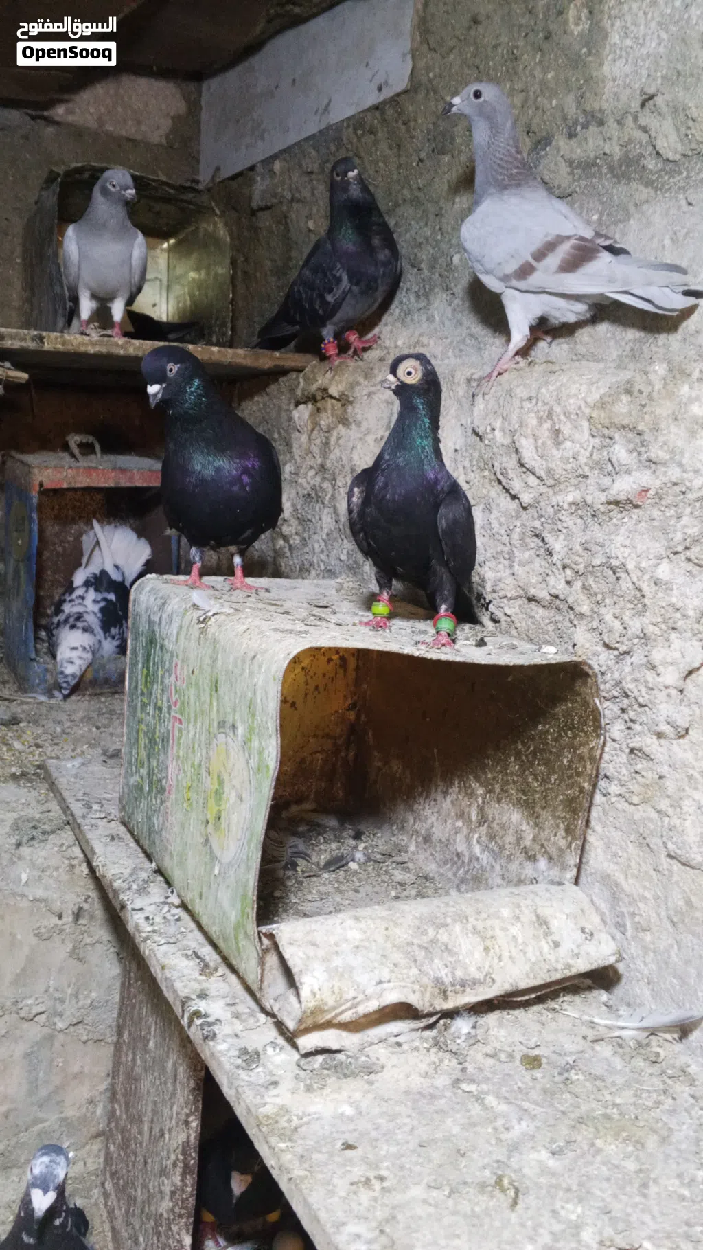متاح فحل فنير الماني اسود سكان الرصيفه الجنوبي بسعر 25دينار