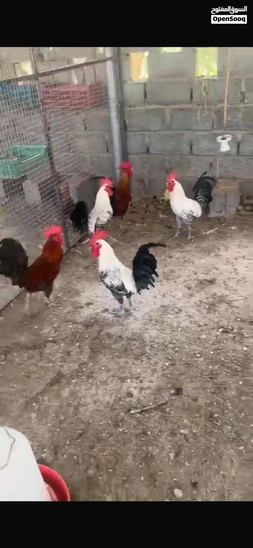 دجاج كوشن ديوك و دجاج فيومي ديوك الحبه ب 4