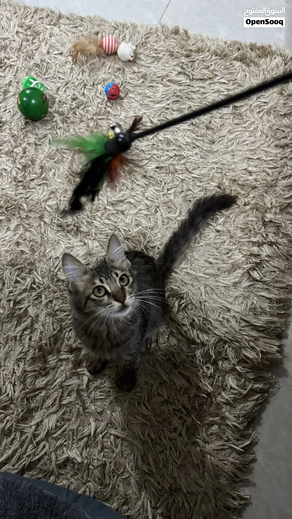 Cat for adoption