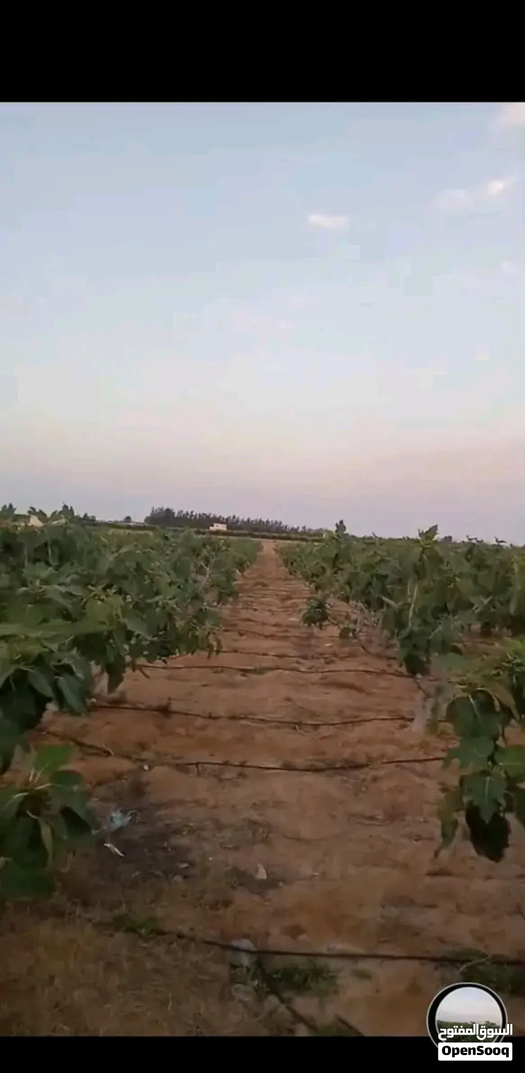 ارض ملك عقد ازرق مزروعه تين