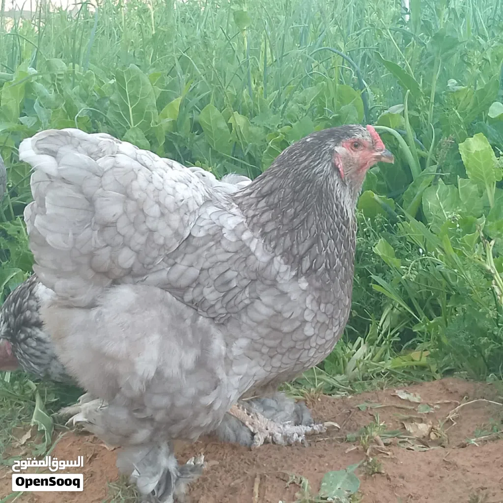 كوبية براهما رصاصي