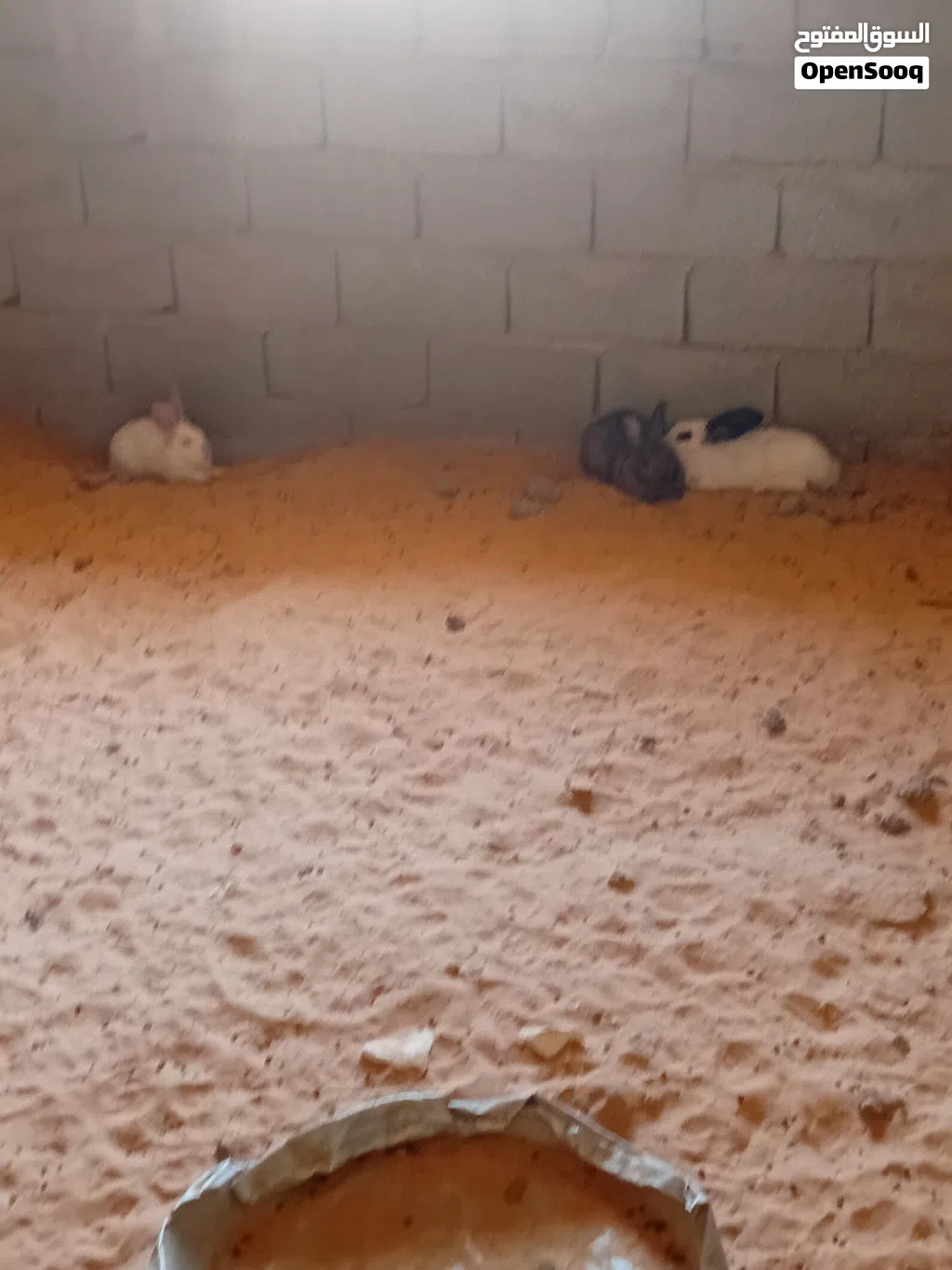 ذكر أرنب لبيع نوعهم ألماني