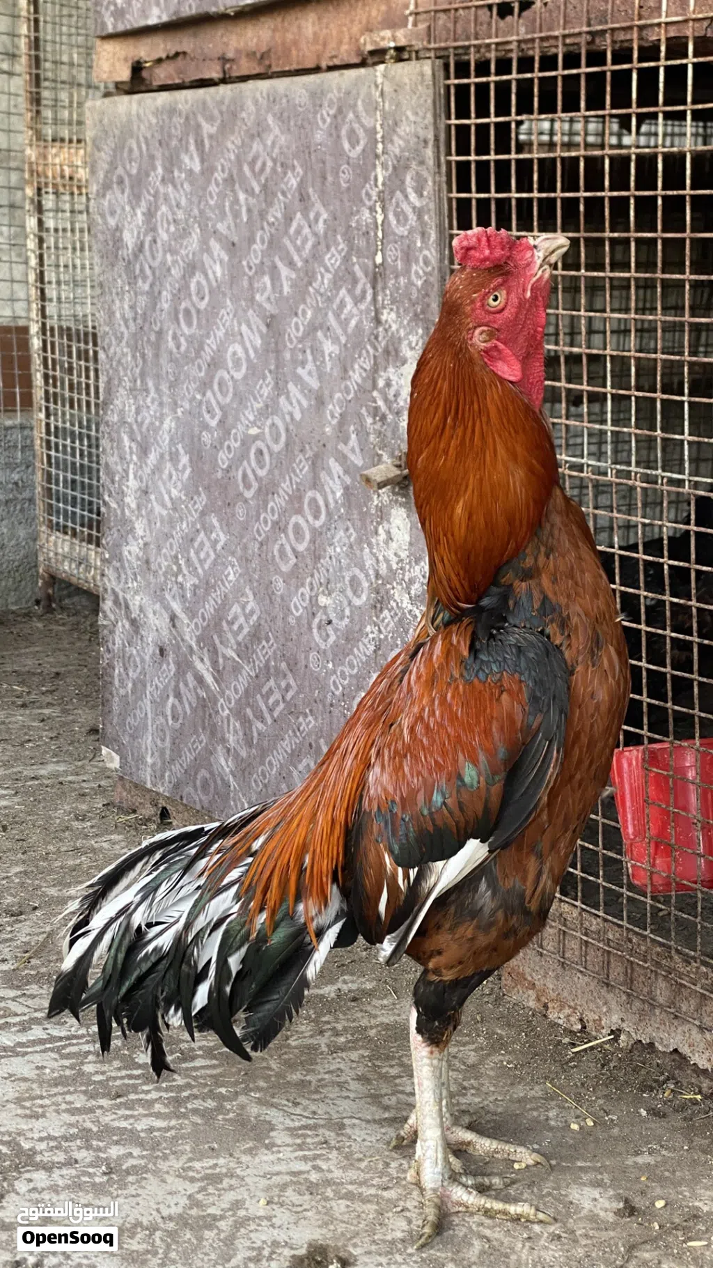 ديك بنجاب اصل
