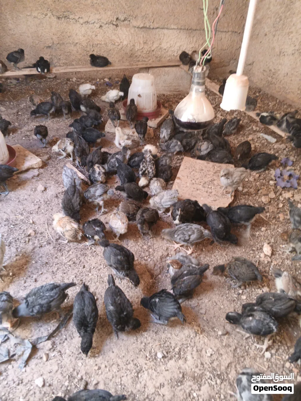 صوص للبيع اربد الصريح