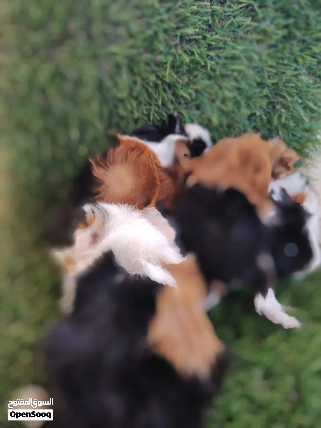 Guinea Pig