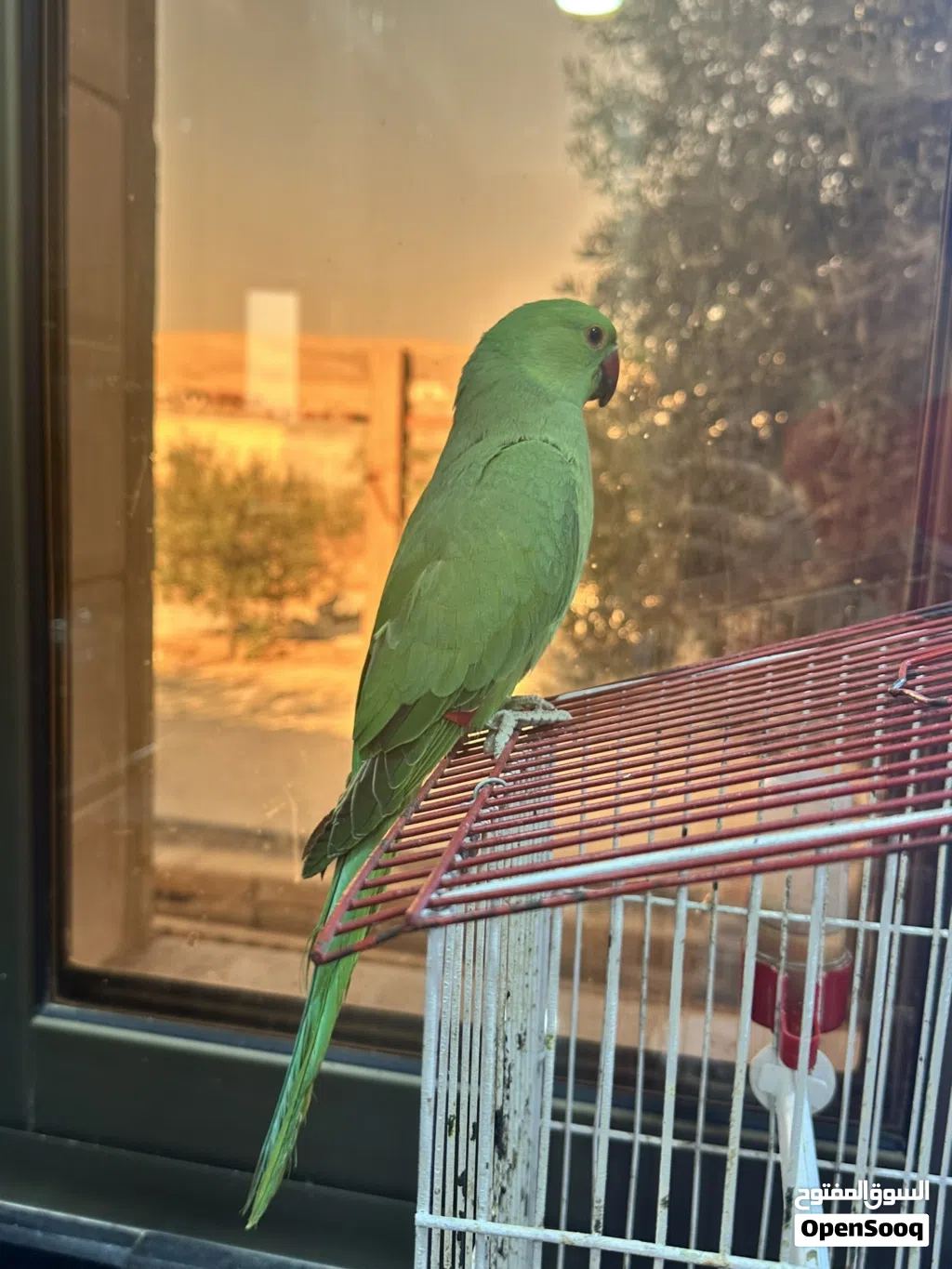 ببغاء الذرة