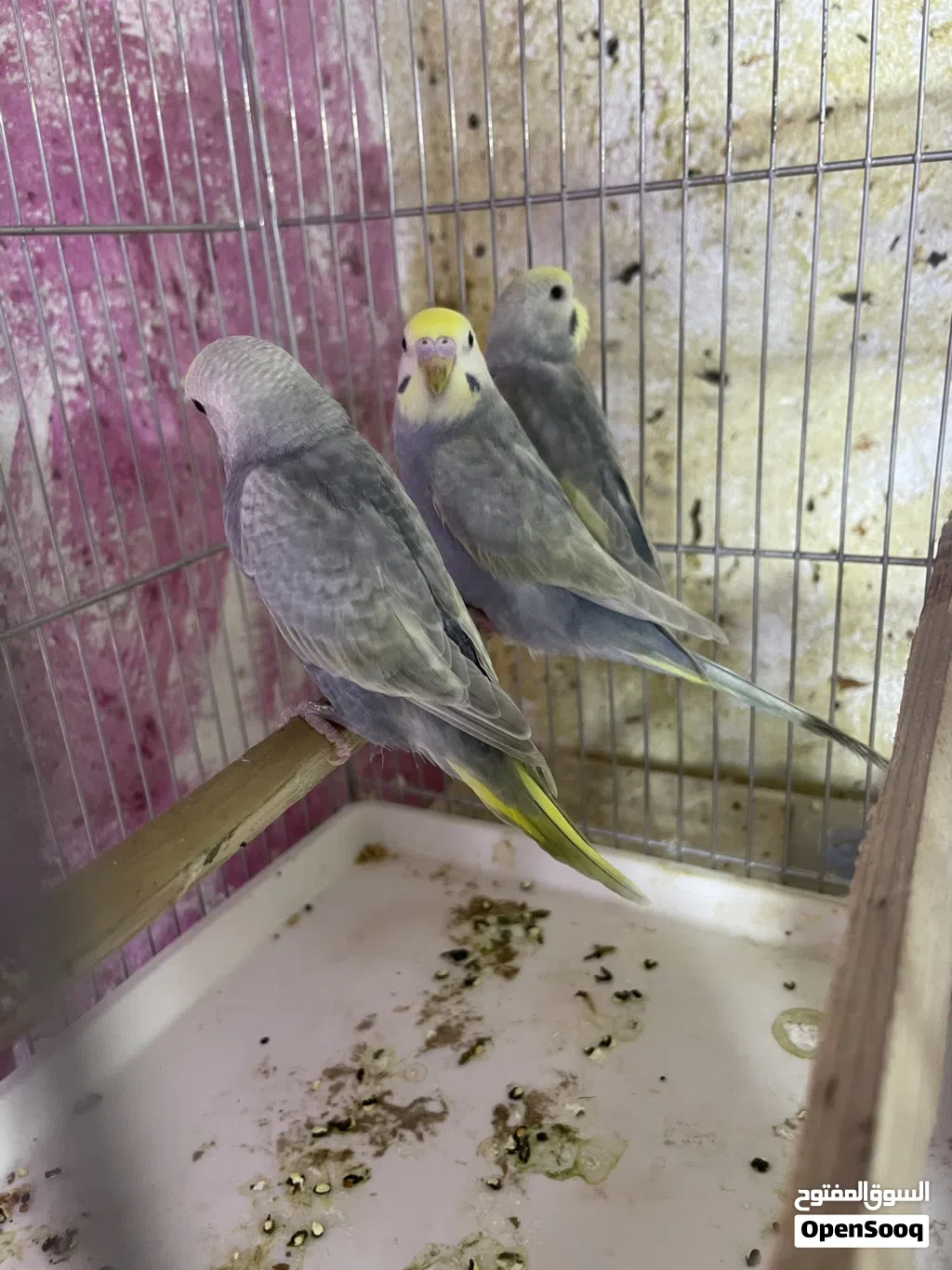 طيور حب رينبو