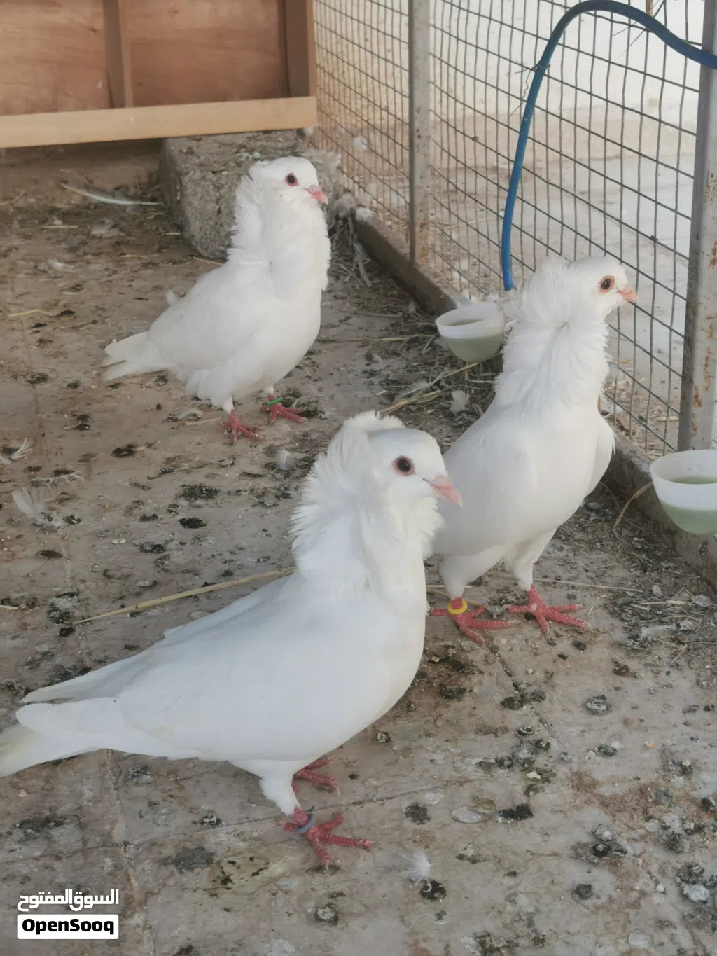 مطلوب 4 اناث نمساويات ( ابو فوطة )