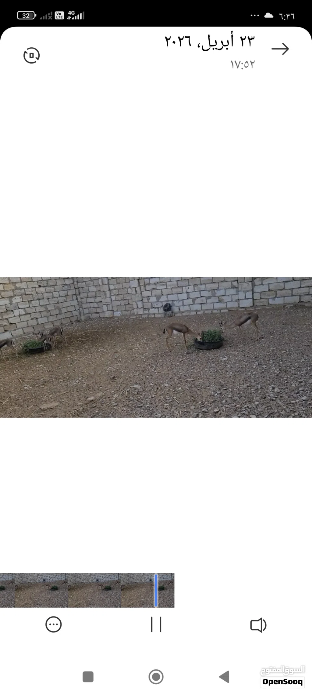للبيع غزلان مربيات