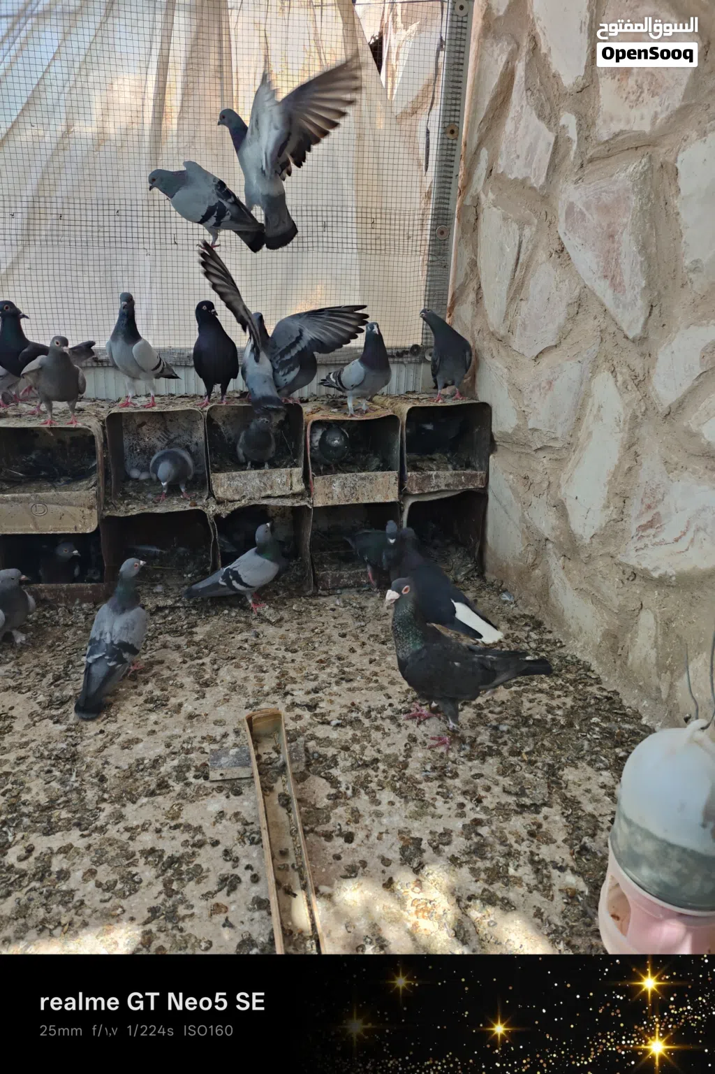 28 طير بلدي في منهن 10جواز شغالات