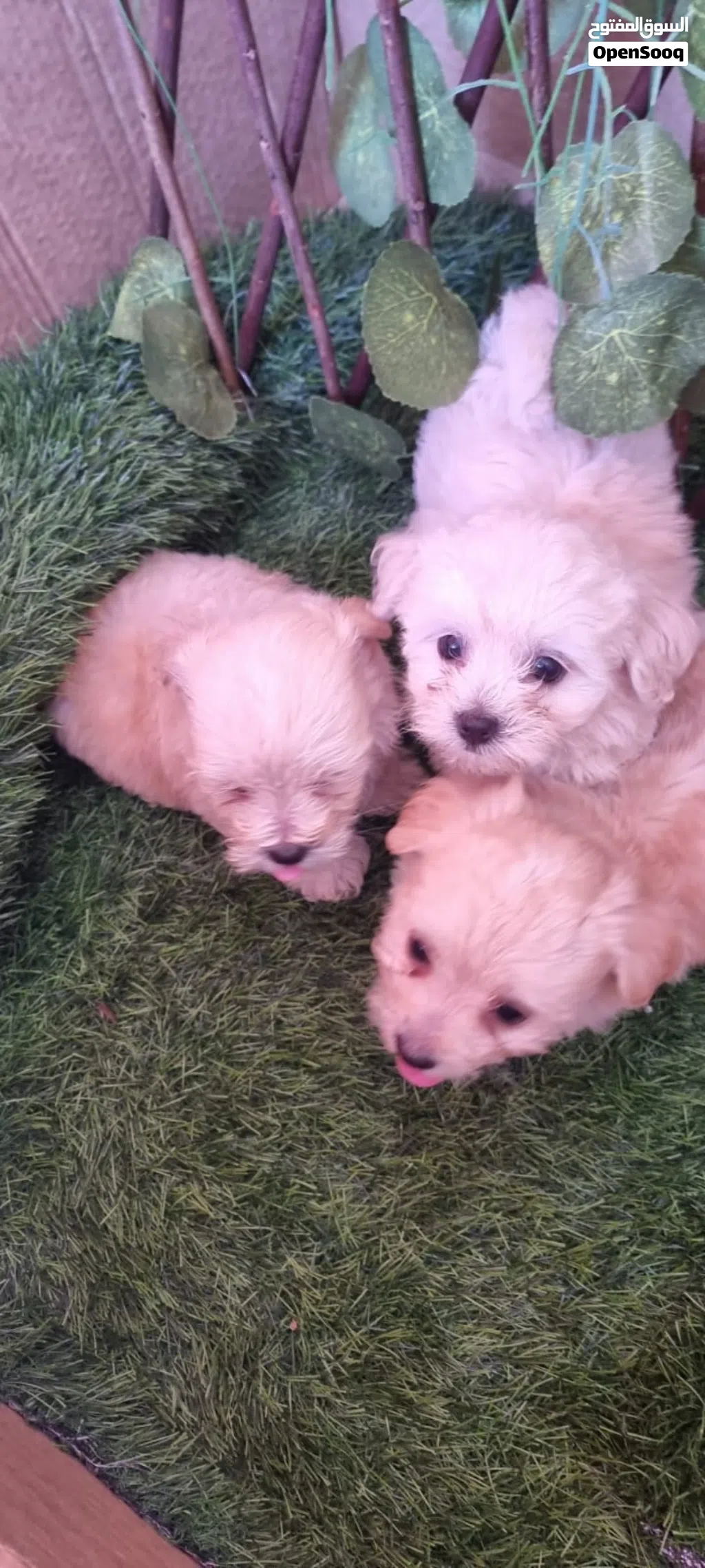 جرواي مالتيبو Maltibo puppy