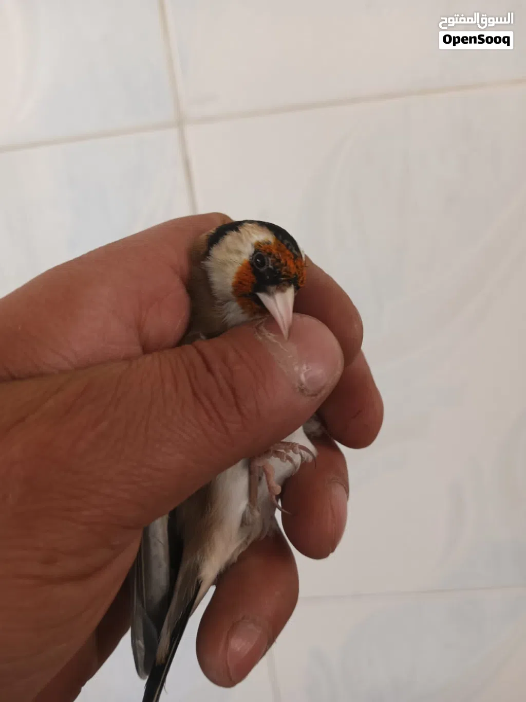متاح حسون فحل مسكر بصلاه ع النبي