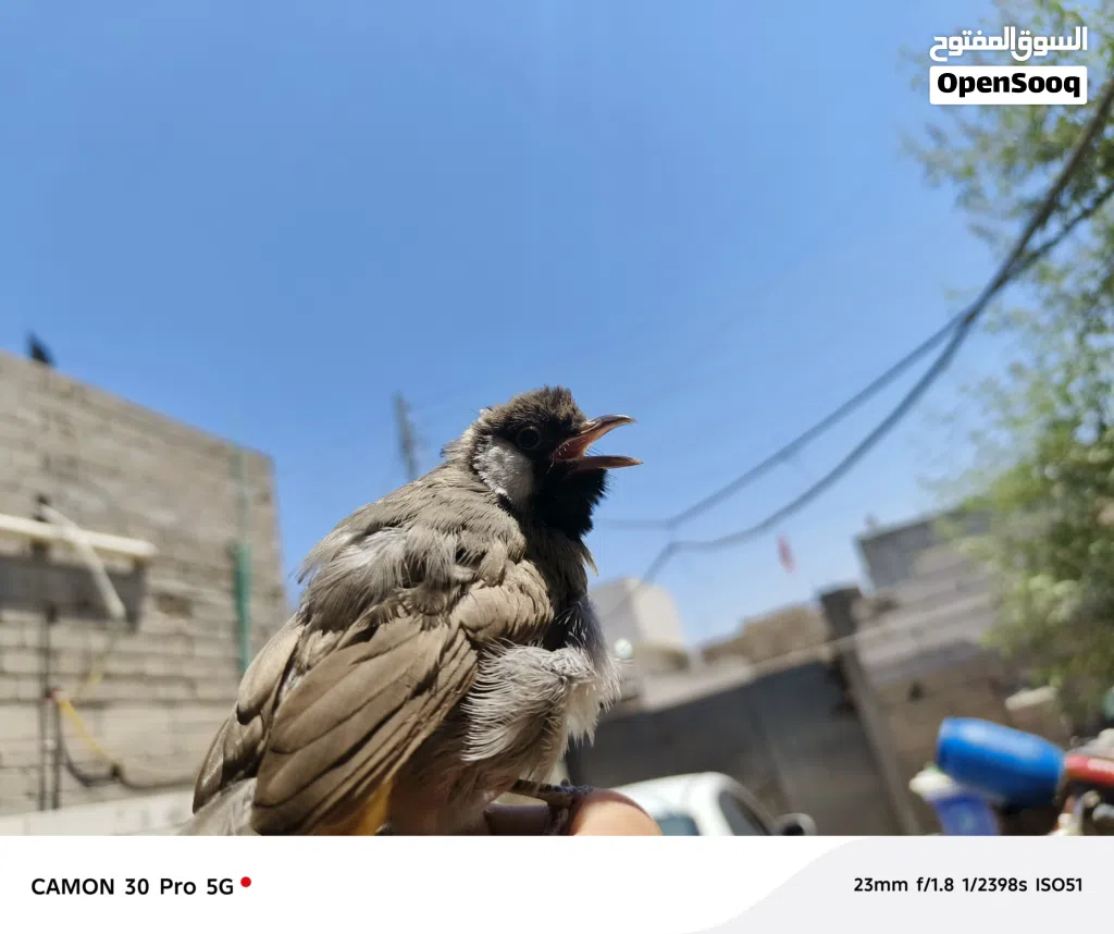 مخلف فحل اليف بداية تغريد وتگبيع