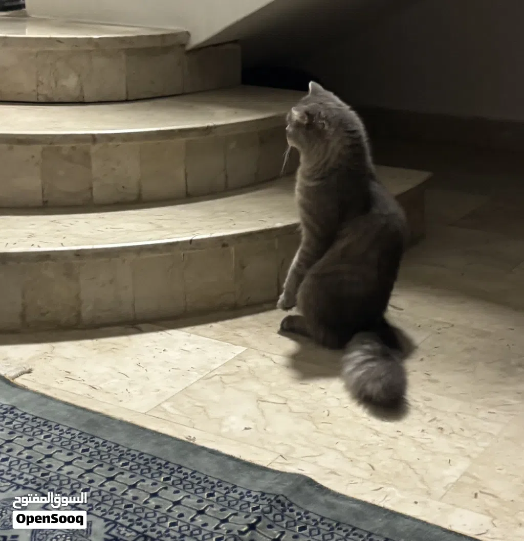 two cats for adoption