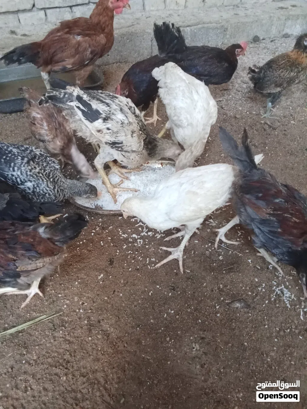 متاح دجاج للبيع صحتهن خير من الله اقرا الوصف وشوف الفيديو مالهن