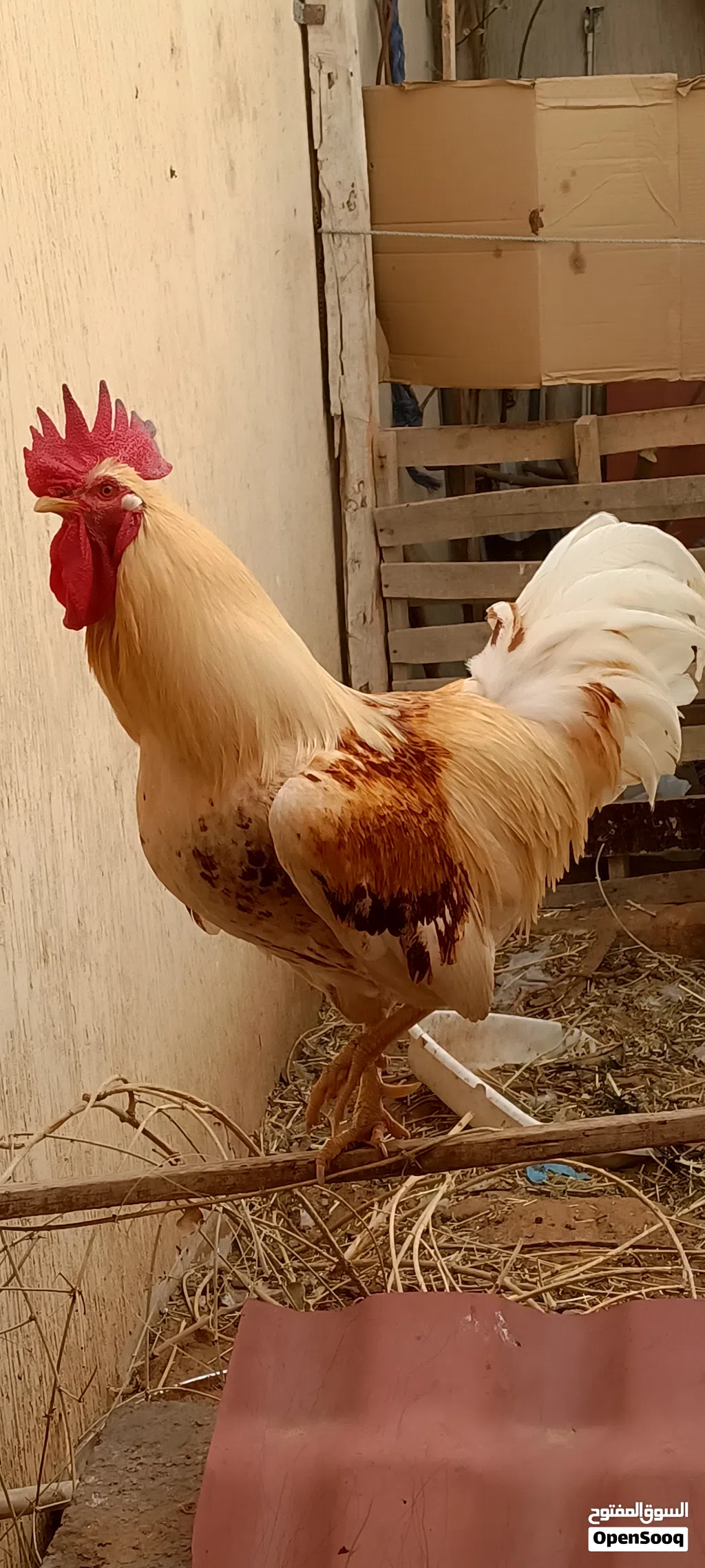 ديك ربي بارك.و2 دجاج حمر للبيع او تبديل