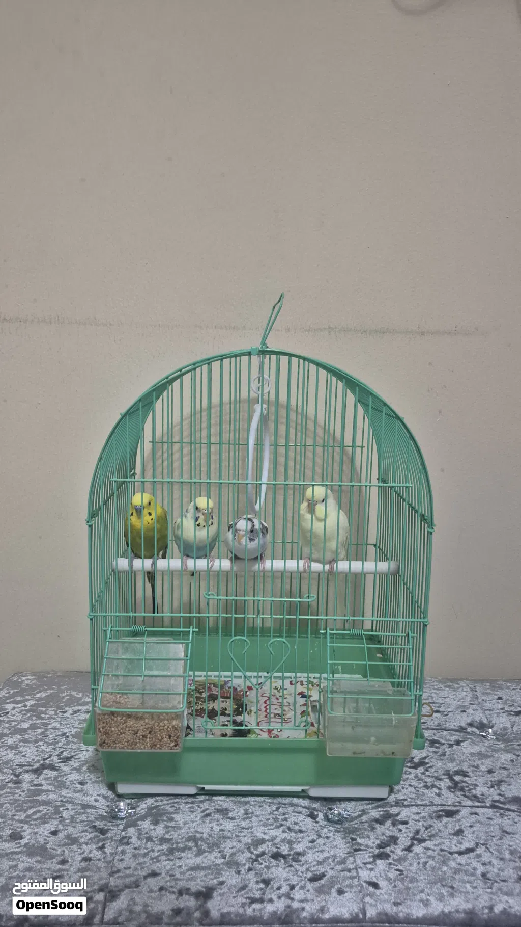 tow pairs of parrots