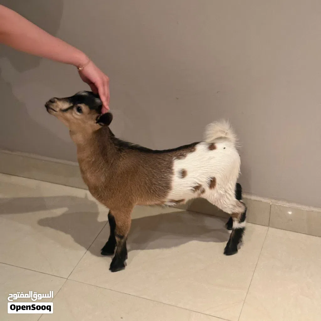 ماعز قزم لي البيع