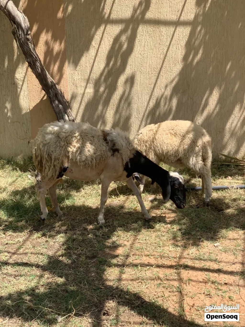 نعجه والده اقرا الوصف
