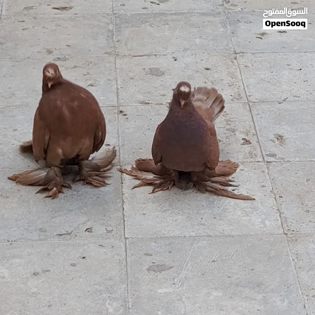حمام للبيع