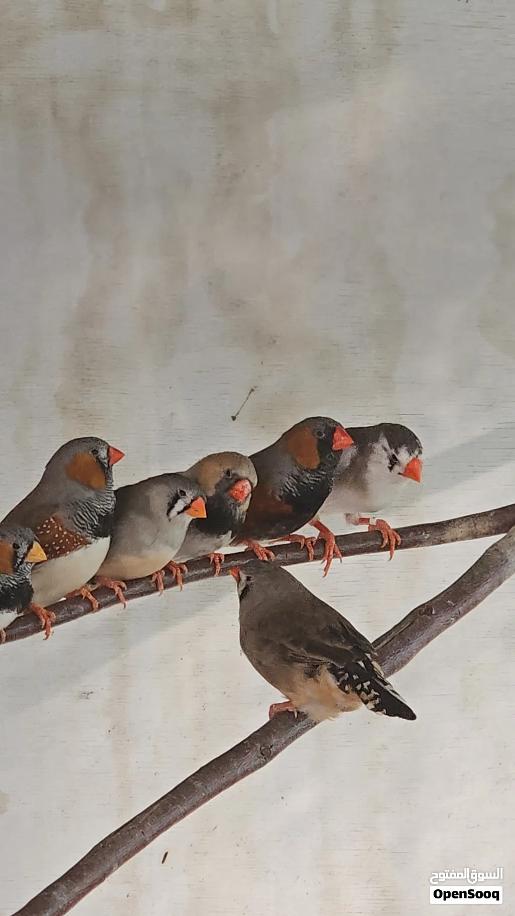 زيبرا حجم فوق المتوسط